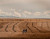 In a long and expansive field, seemingly midday, there is a single pronghorn, looking back behind it, in focus. Blurred in the background, many more pronghorn can just barely be seen grazing on the grains in the field behind the focal pronghorn. Photo courtesy of Aimee.Explores on Instagram