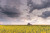 a car is driving on the road through and area with a canola field and some deep overcast skies above.