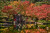 The waterfall of the Nikka Yuko Japanese Garden during autumn day. the stress and many of the other plants have changed to their red yellow and orange colours.