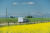 a truck is driving away from the camera and is pulling a trailer. the truck is silver and the trailer is white. in front of th truck is a farming compound and the mountain range featuring chief mountain. behind the truck is a large canola field.