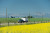 A truck is pulling a trailer down the highway on a bright and sunny day. the ruck is black with e white trailer and behind it a farming company can be seen against the mountain ranges backdrop. in front of the car is canola field