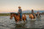 five people are riding horses in the water of the Waterton river. the man in the front is a very handsome cowboy leading group of other less experienced horse riders through the water.