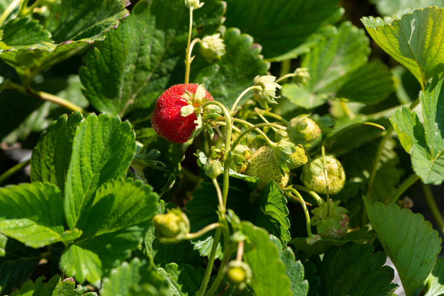 canada-s-food-tours-tourism-lethbridge